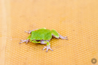 Frog in Canoe